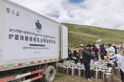 珠穆偌偌：托起雪域牧民共富的“奶中黄金”